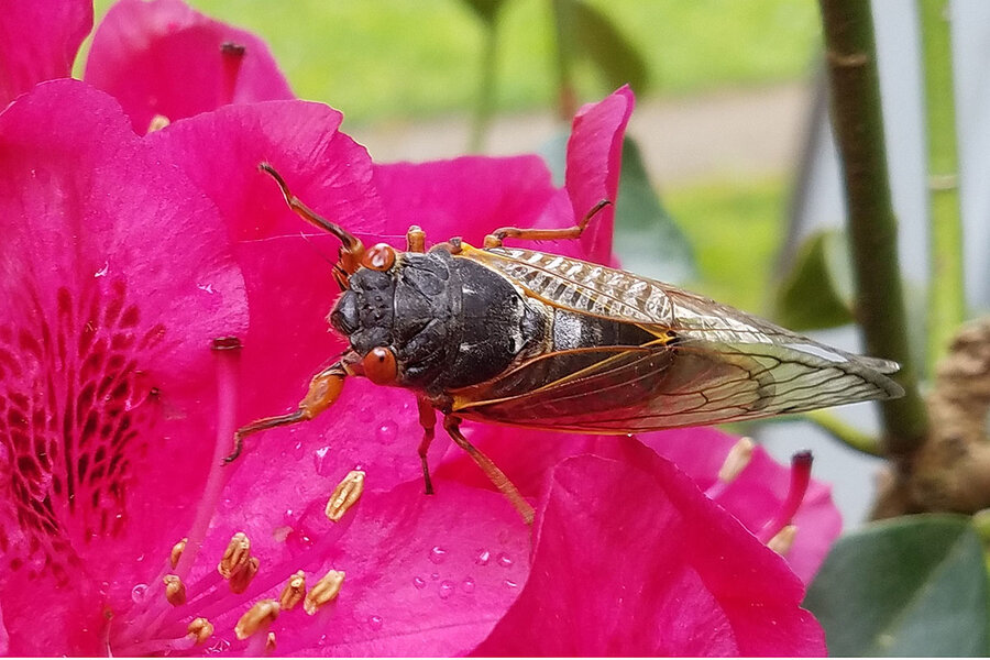Cicadas are invading. They might teach you some life lessons